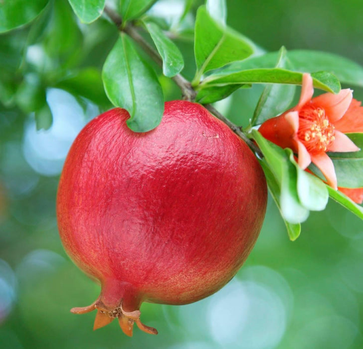 Pomagranate "Bhagwa" Anar Fruit Variety Kitchen Garden Plant(1 Healthy Live Plant) - Kadiyam Nursery