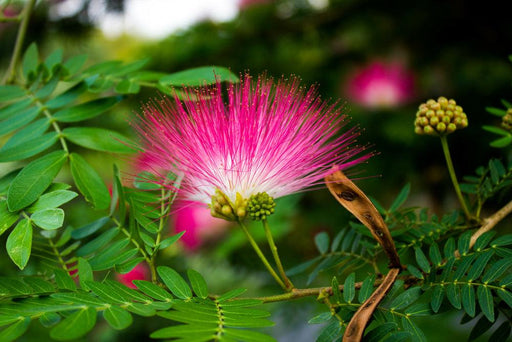 Powder Puff Plant, Calliandra - Plant Garden Live Plant Nursery Indoor Outdoor Living Plants - Kadiyam Nursery