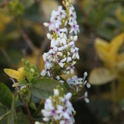 Pseudoeranthemum reticulatum,Kodia Yellow, Yellow-vein Eranthemum, Golden Pseuderanthemum - Kadiyam Nursery