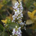 Pseudoeranthemum reticulatum,Kodia Yellow, Yellow-vein Eranthemum, Golden Pseuderanthemum - Kadiyam Nursery