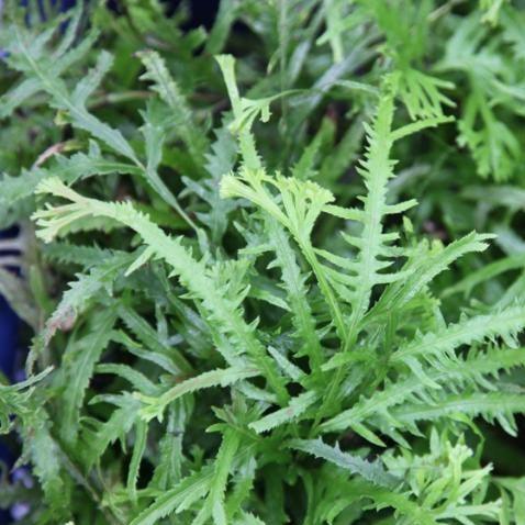 Pteris cretica crestata,Pteris Cretica Crestata - Kadiyam Nursery