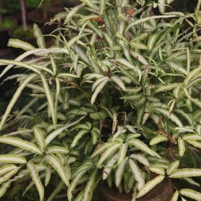 Pteris cretica,Pteris Albo Lineata - Kadiyam Nursery