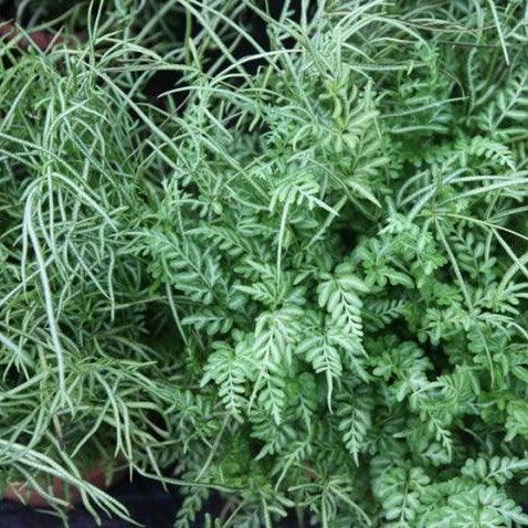 Pteris ensiformis victoriae,Fern Pteris Victoria, Victoria Fern - Kadiyam Nursery