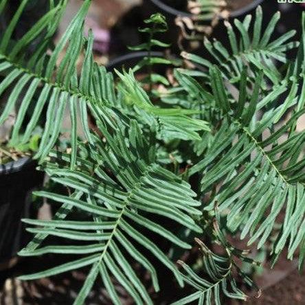 Pteris vittata,Brake Fern, Wild Pteris Fern - Kadiyam Nursery