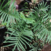 Pteris vittata,Brake Fern, Wild Pteris Fern - Kadiyam Nursery