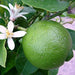 Rangapura mosambi plant - Kadiyam Nursery