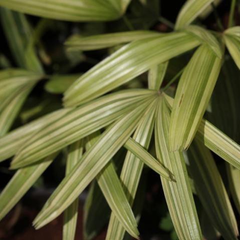 Rhapis subtilis variegated,Rhapis Variegated - Kadiyam Nursery