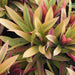 Rhoeo spathacea compacta aurea,Golden Roheo, Golden Rhoeo - Kadiyam Nursery