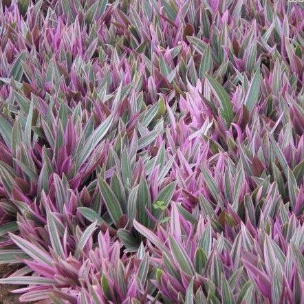 Rhoeo spathacea compacta varigata,Rhoeo Variegated - Kadiyam Nursery