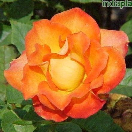 Rosa alinka,Rose Alinka - Kadiyam Nursery