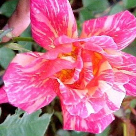 Rosa anvil sparks,Rose Anvil Sparks - Kadiyam Nursery