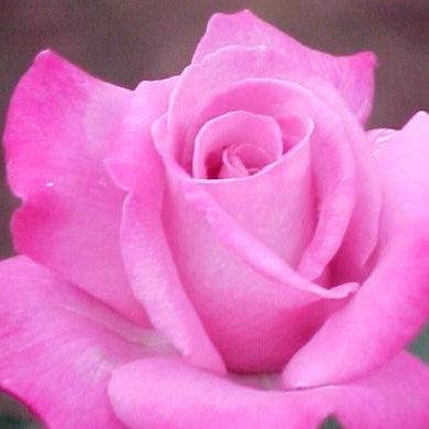 Rosa azure sea - Kadiyam Nursery