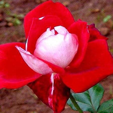 Rosa bajazzo - Kadiyam Nursery