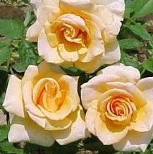 Rosa brandy - Kadiyam Nursery