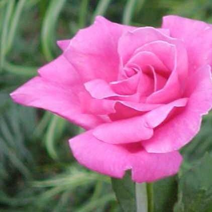 Rosa century two,Rose Century Two - Kadiyam Nursery