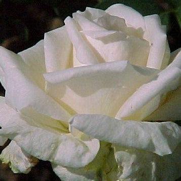 Rosa chablis - Kadiyam Nursery