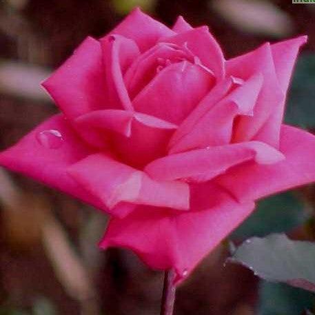 Rosa chandralekha,Rose Chandralekha - Kadiyam Nursery