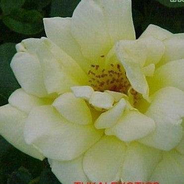 Rosa christel von der post - Kadiyam Nursery