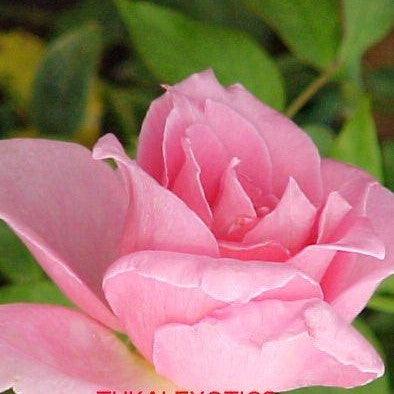 Rosa eiffel tower,Rose Eiffel Tower - Kadiyam Nursery