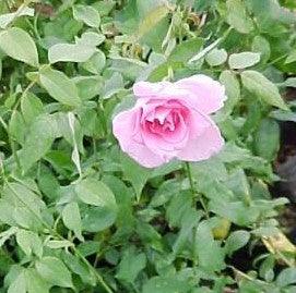 Rosa eiffel tower,Rose Eiffel Tower - Kadiyam Nursery