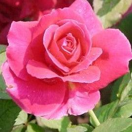 Rosa ena harkness,Rose Ena Harkness - Kadiyam Nursery