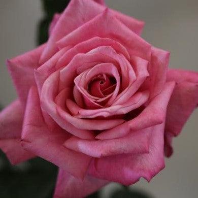 Rosa first prize,Rose First Prize - Kadiyam Nursery