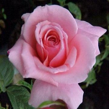 Rosa friendship,Rose Friendship - Kadiyam Nursery