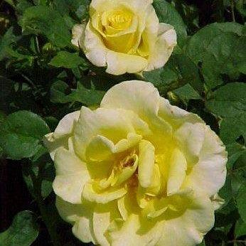 Rosa graceland - Kadiyam Nursery