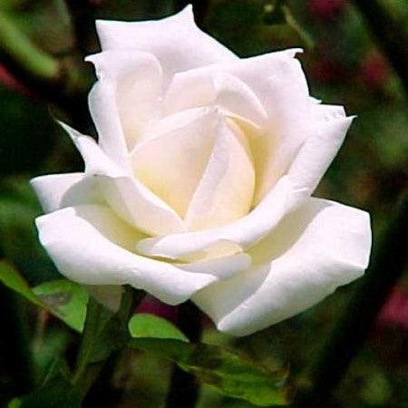 Rosa grand moghal,Rose Grand Moghal - Kadiyam Nursery