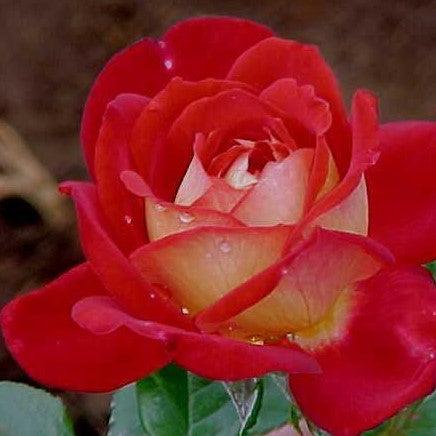 Rosa gypsy carnival,Rose Gypsy - Kadiyam Nursery