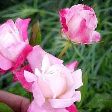 Rosa headliner,Rose Headliner - Kadiyam Nursery