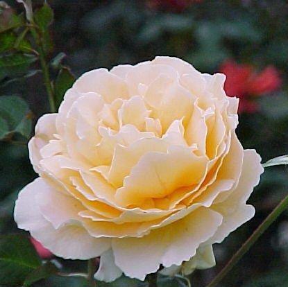 Rosa just joey,Rose Just Joey - Kadiyam Nursery