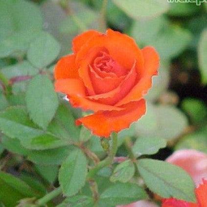 Rosa kardinal 84,Rose Kardinal 84 - Kadiyam Nursery