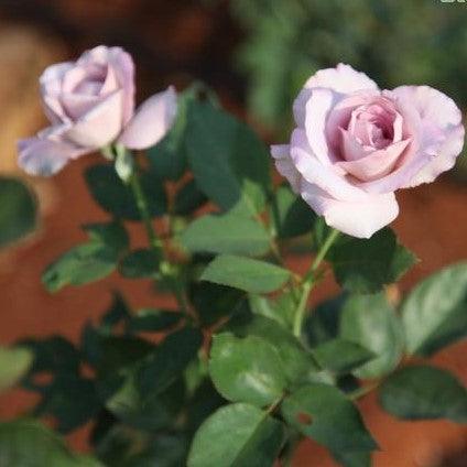 Rosa lady x - Kadiyam Nursery