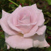 Rosa lagerfeld,Rose Legerfeld - Kadiyam Nursery