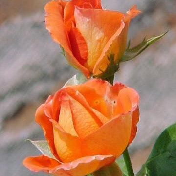 Rosa las vegas,Rose Las Vegas - Kadiyam Nursery