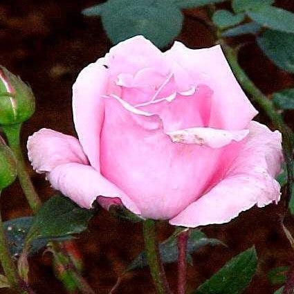 Rosa lemon spice,Rose Lemon Spice - Kadiyam Nursery