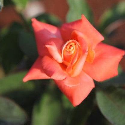 Rosa lover's meeting,Rose Lovers Meeting - Kadiyam Nursery