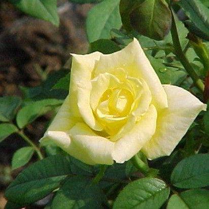 Rosa mabella,Rose Mabella - Kadiyam Nursery