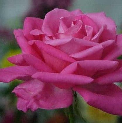 Rosa maria callas,Rose Maria Callas - Kadiyam Nursery