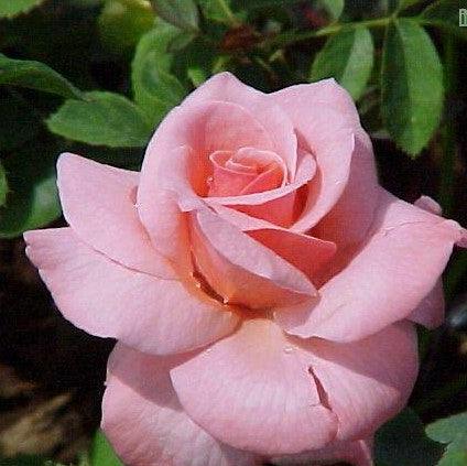 Rosa mischief,Rose Mischief - Kadiyam Nursery