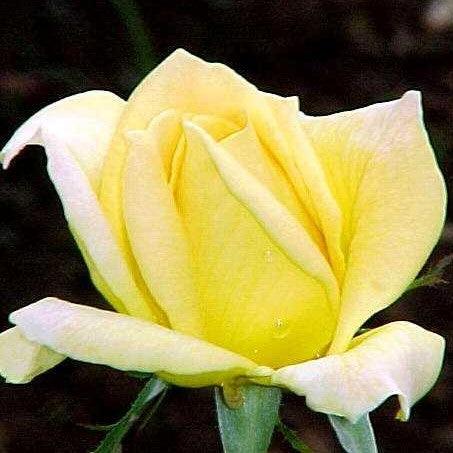 Rosa miss harp,Rose Miss Harp - Kadiyam Nursery