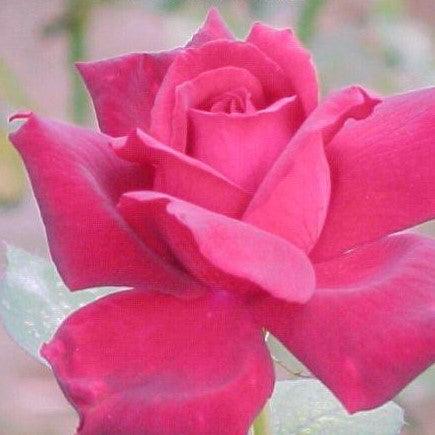 Rosa oklahoma,Rosa oklahoma - Kadiyam Nursery