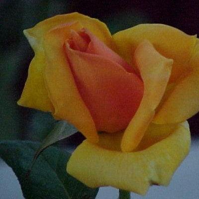 Rosa old timer,Rose Old Timer - Kadiyam Nursery