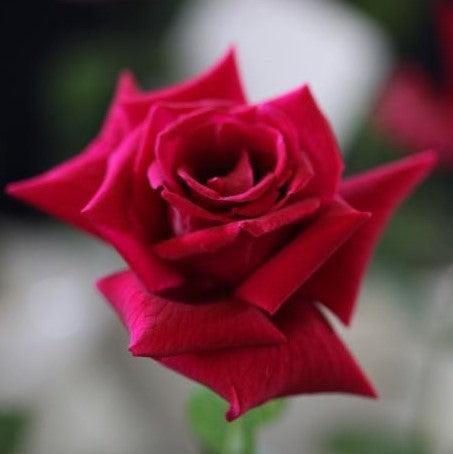 Rosa papa meilland,Rose Papa Meilland - Kadiyam Nursery