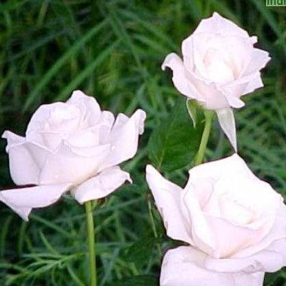 Rosa pascali,Rose Pascali - Kadiyam Nursery