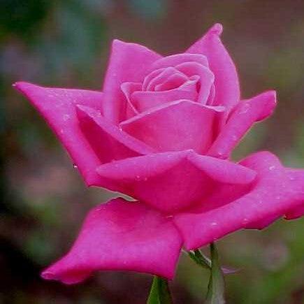 Rosa peter frankenfeld,Rose Peter Frankenfeld - Kadiyam Nursery