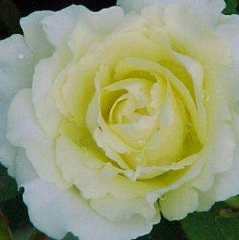 Rosa peudouce,Rose Peudouce - Kadiyam Nursery