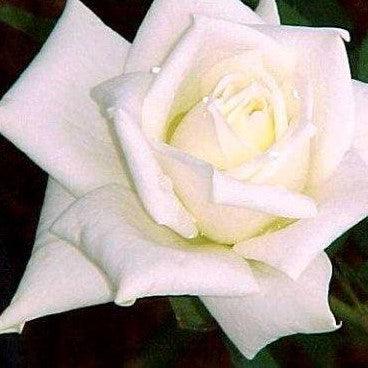 Rosa polar star,Rose Polar Star - Kadiyam Nursery