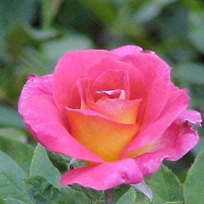 Rosa risque,Rose Risque - Kadiyam Nursery